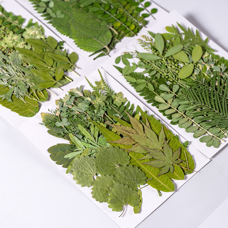 Dried Flower Bookmark - 1 ensemble 35 pièces pressé fleur