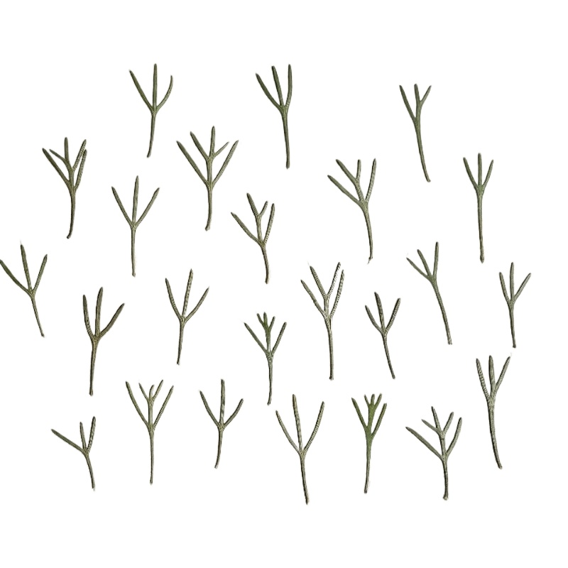 Dried Flower Bookmark - 24 pièces, Feuilles d'achillea pressées naturelles,