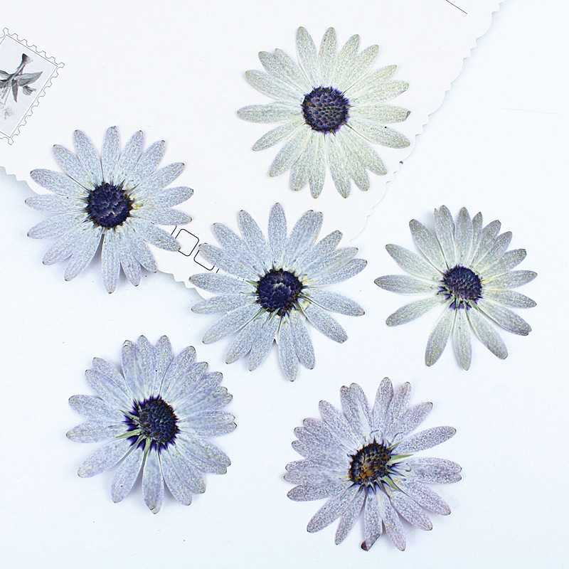 Dried Flower Bookmark - Margaret gris-blanc de qualité supérieure, fleur