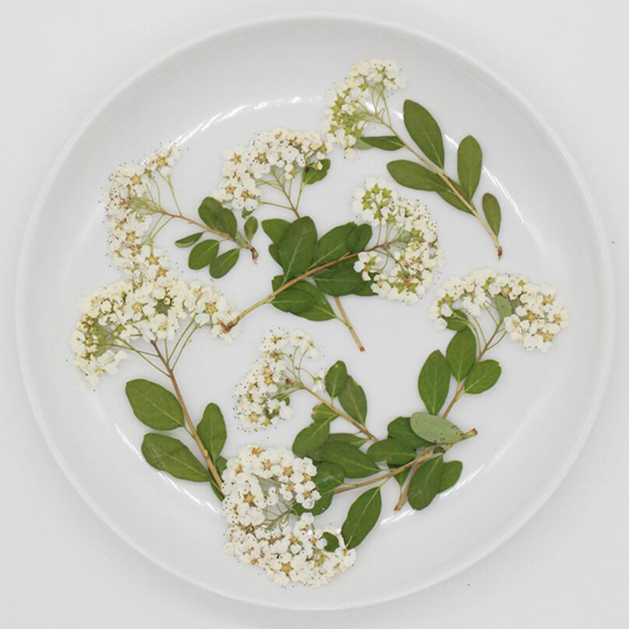 Dried Flower Bookmark - 60X Fleurs de Spiraea blanches naturelles