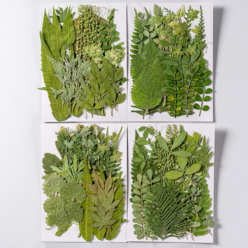 1 ensemble 35 pièces pressé fl - Dried Flower Bookmark avis et prix