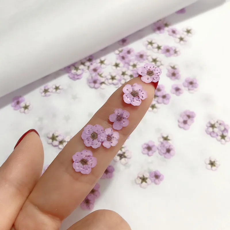 100 mini fleurs de narcisse sé - Dried Flower Bookmark avis et prix