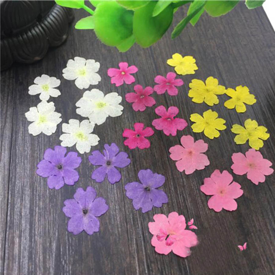 60 pièces 1-2cm pressé séché t - Dried Flower Bookmark avis et prix