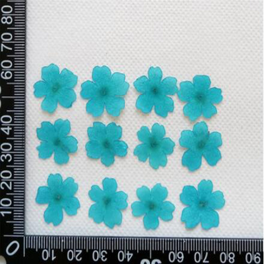 60 pièces 1-2cm pressé séché t - Dried Flower Bookmark avis et prix