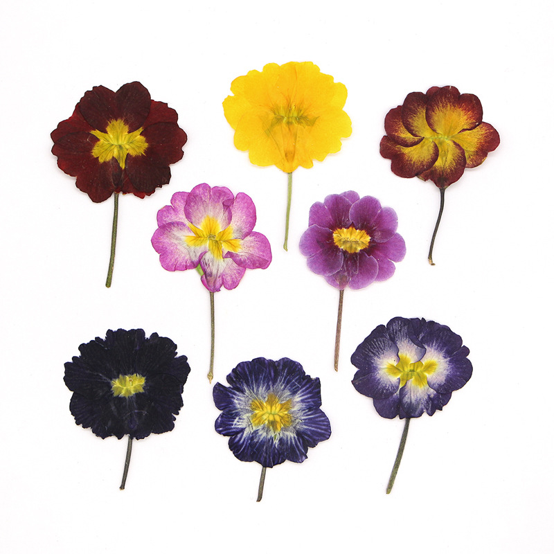 48 pièces de fleurs séchées de - Dried Flower Bookmark avis et prix