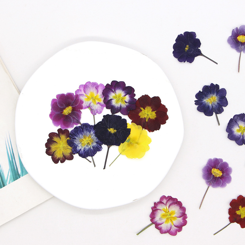 48 pièces de fleurs séchées de - Dried Flower Bookmark avis et prix