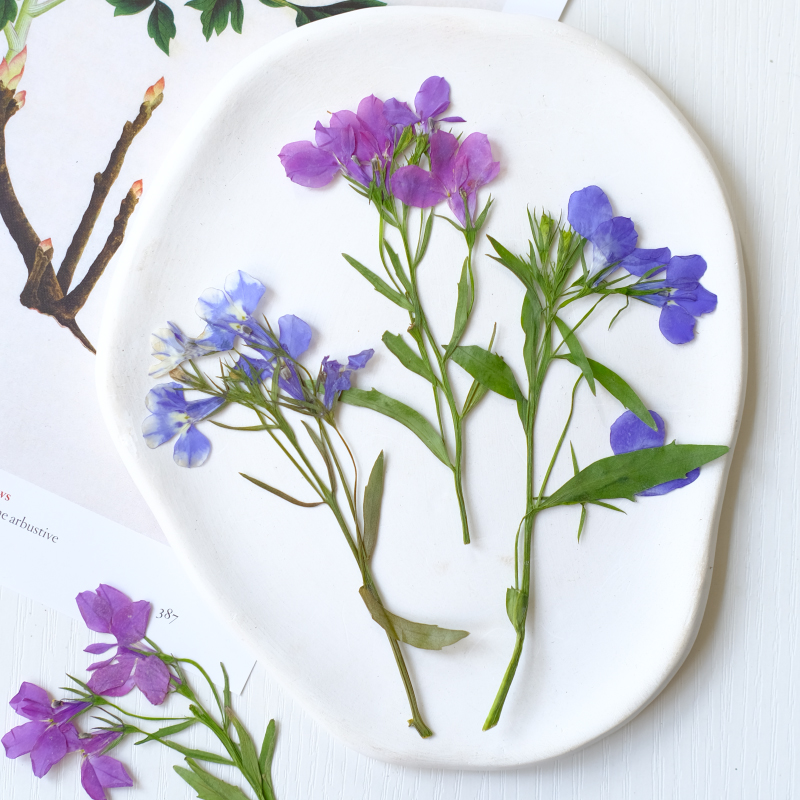6 pièces/8-13 cm, fleurs séché - Dried Flower Bookmark avis et prix
