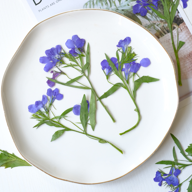 6 pièces/8-13 cm, fleurs séché - Dried Flower Bookmark avis et prix