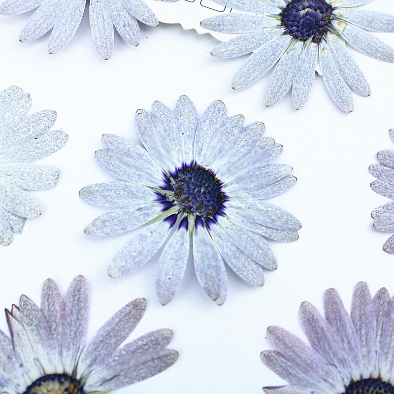 Margaret gris-blanc de qualité - Dried Flower Bookmark avis et prix