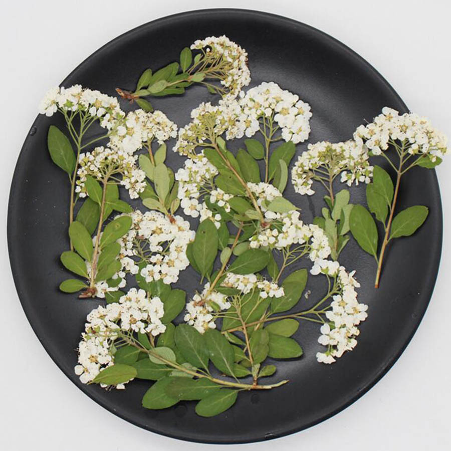 60X Fleurs de Spiraea blanches - Dried Flower Bookmark avis et prix