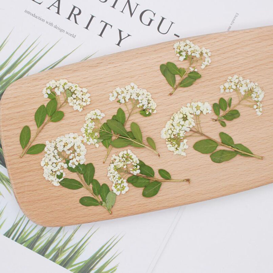 60X Fleurs de Spiraea blanches - Dried Flower Bookmark avis et prix
