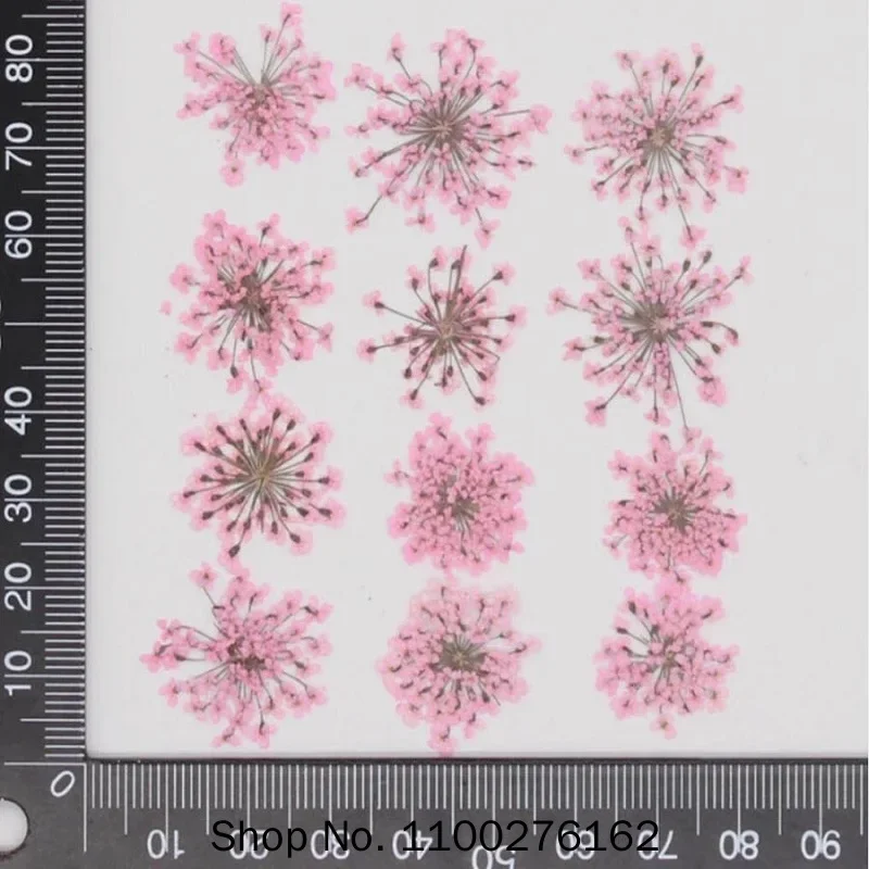 60 pièces pressées séchées Amm - Dried Flower Bookmark avis et prix