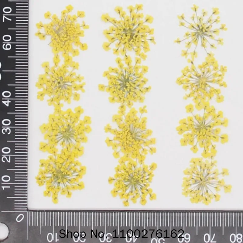 60 pièces pressées séchées Amm - Dried Flower Bookmark avis et prix