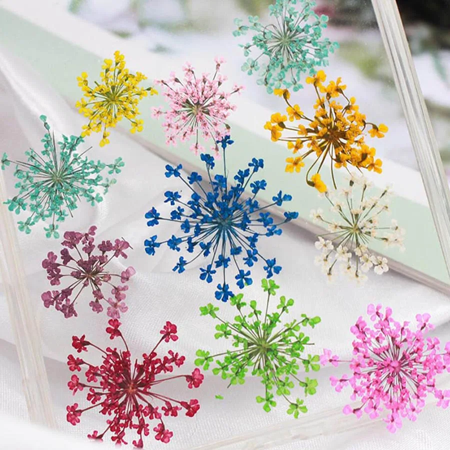 60 fleurs d'Ammi Majus pressée - Dried Flower Bookmark avis et prix