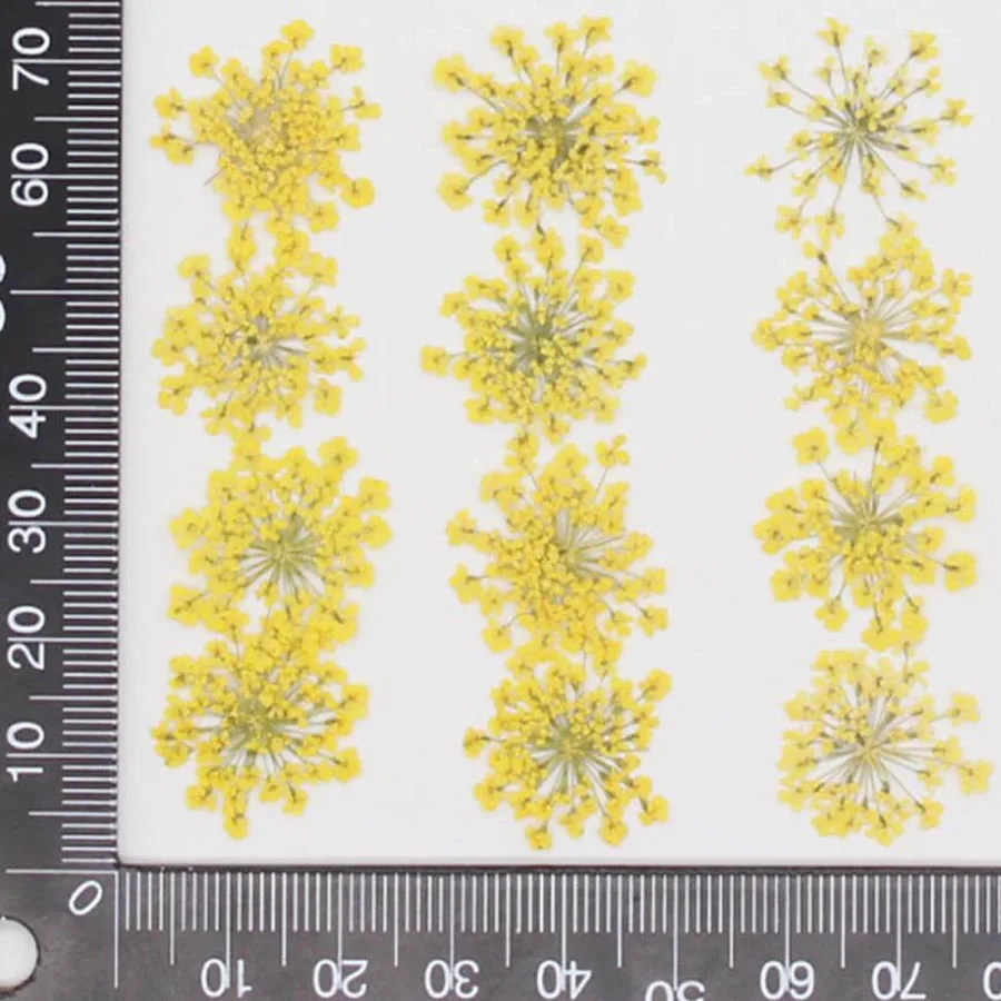 60 fleurs d'Ammi Majus pressée - Dried Flower Bookmark avis et prix