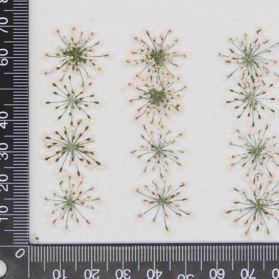 60 fleurs d'Ammi Majus pressée - Dried Flower Bookmark avis et prix